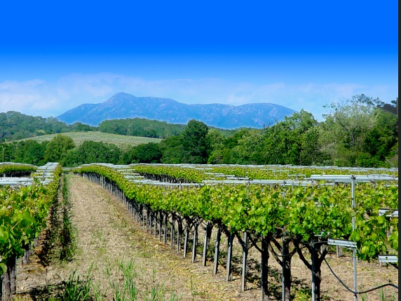 California Vineyard